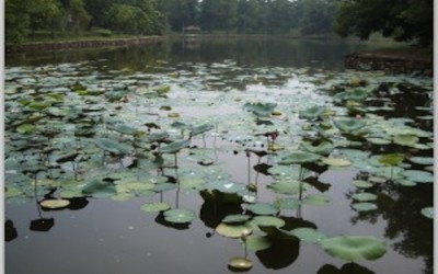 The best kept secret of Hue (Viet Nam): the garden houses