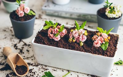 La tarta de la maceta (The Pot Cake)