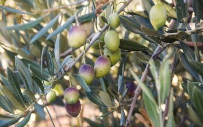 El aceite de oliva virgen extra: el camino de la aceituna
