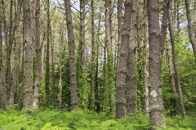 Bosques de Galicia el mejor bizcocho de chocolate 5-1