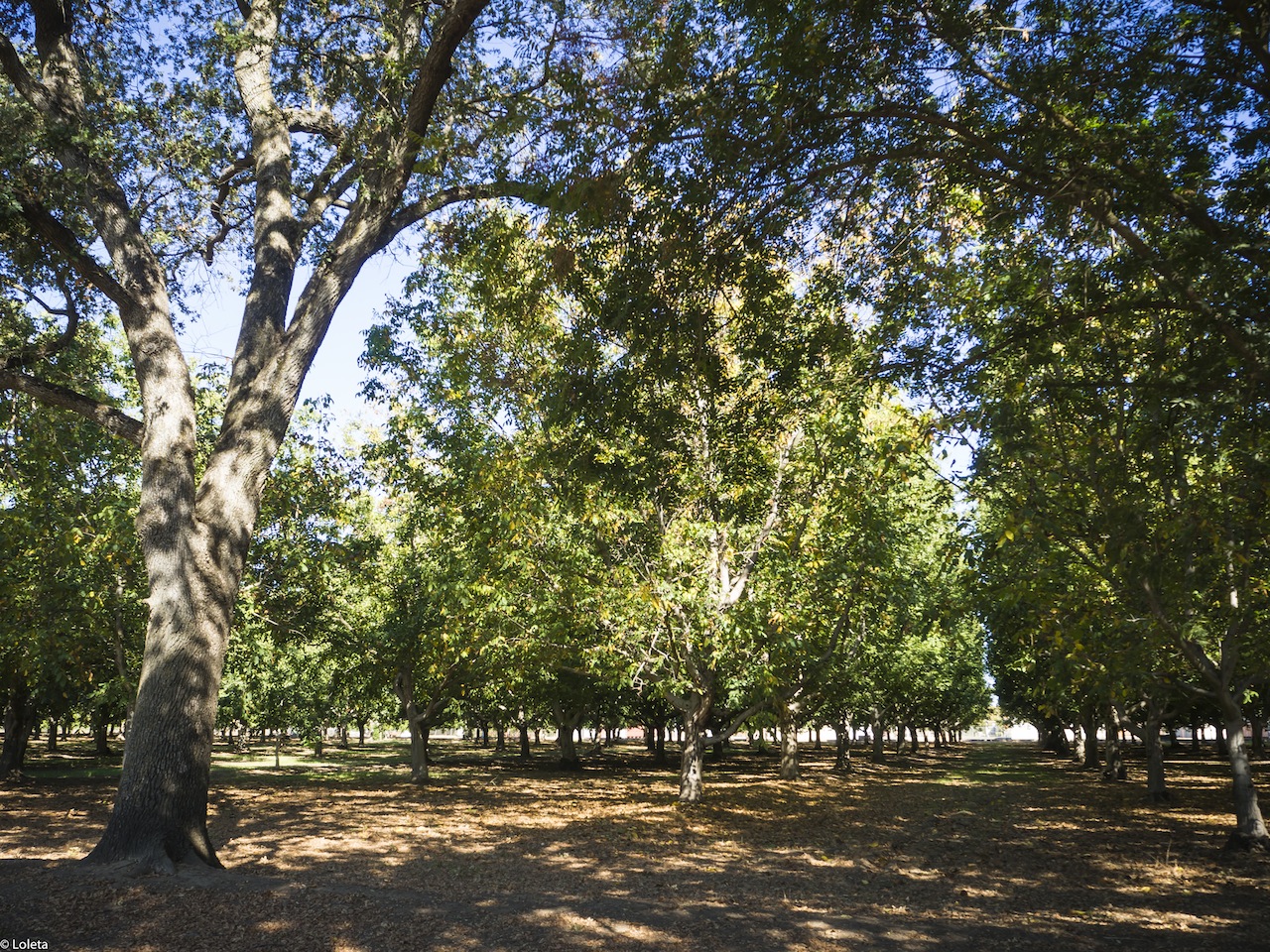 California con Nueces de California. Un viaje inolvidable