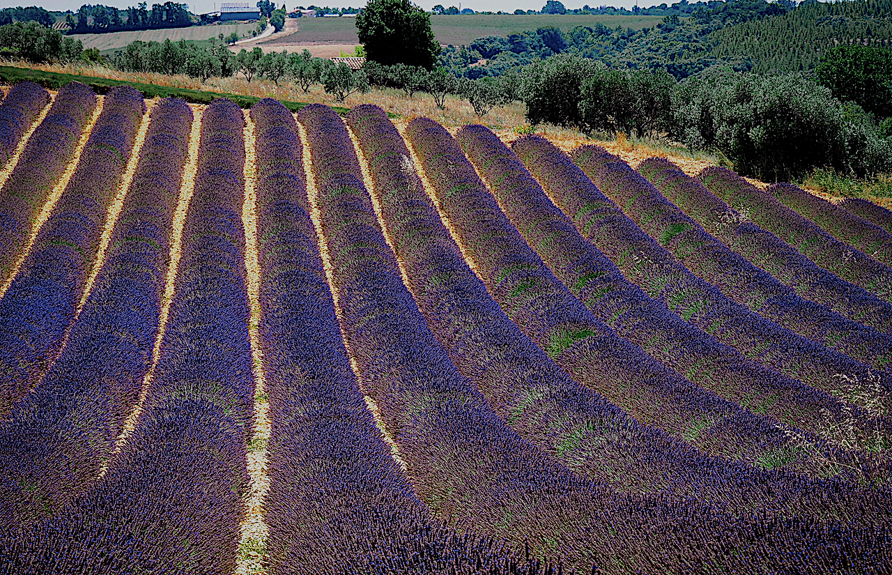La Provenza I. Aix en Provence, Valensole, Manosque, Roussillon y Gordes
